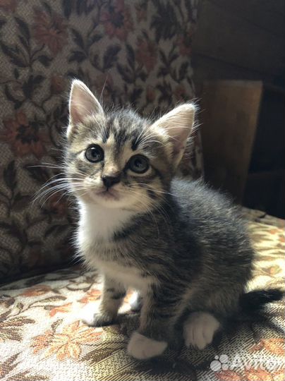 Кошечка в добрые руки