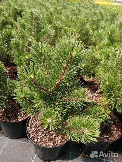 Сосна горная декоративная