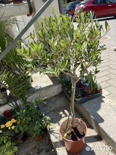 Олива европейская