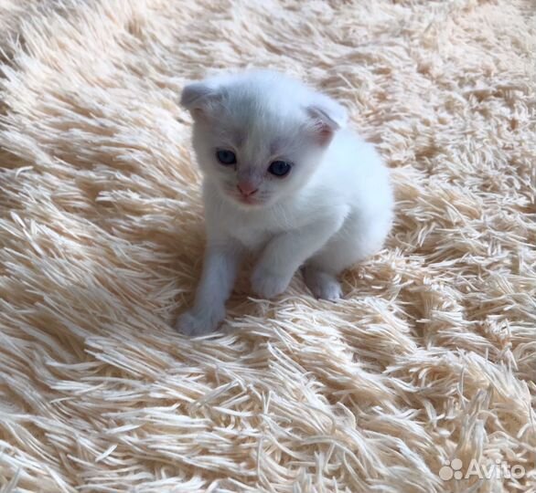 Котята шотландская помесь