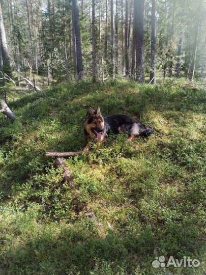 Щенки Немецкой овчарки