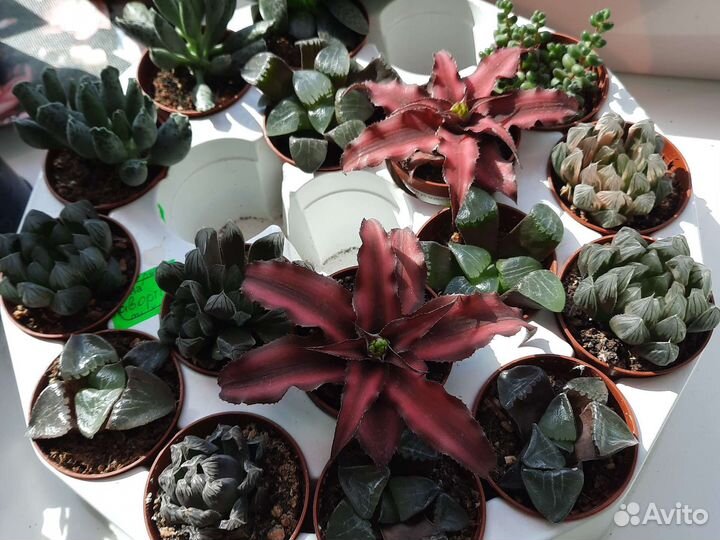 Кактусы редкие цветущие гимнокалициум