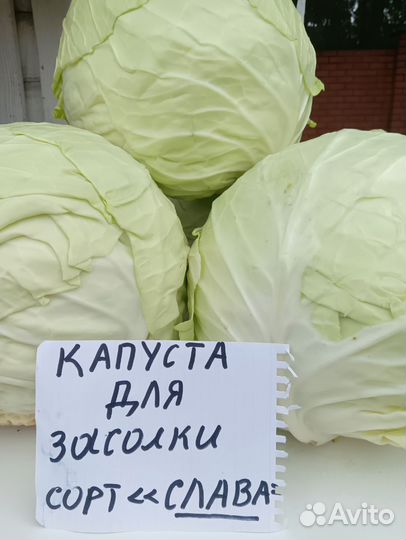 Картофель со станицы
