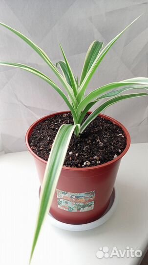 Хлорофитум