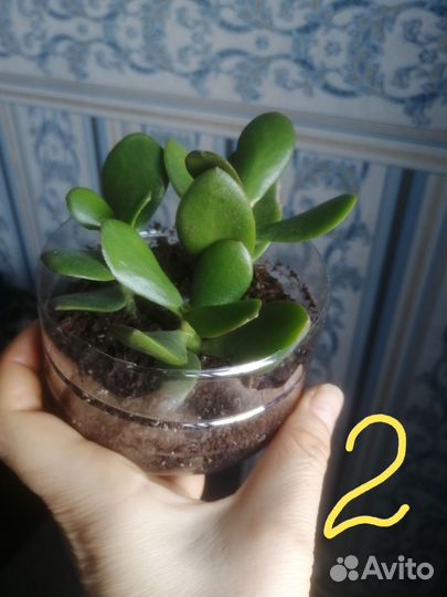 Продам денежные деревья