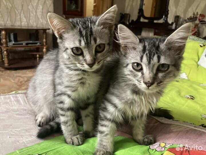 Котята