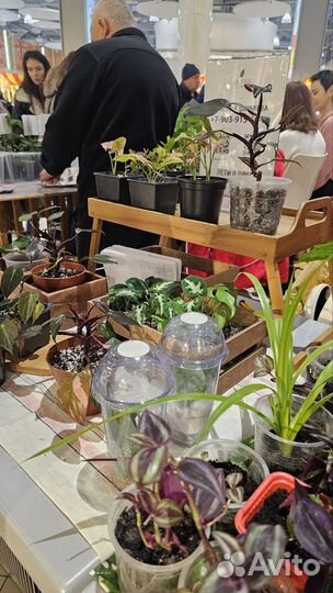 Продажа комнатных цветов