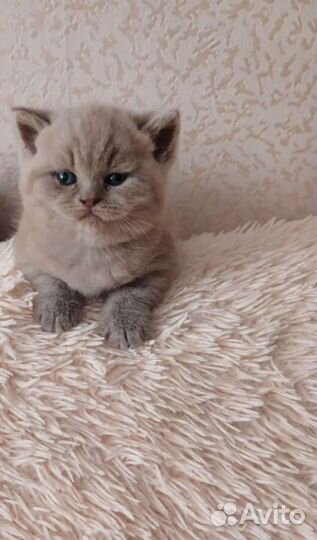 Британские котята