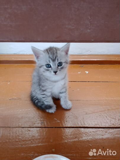 Котик в добрые руки