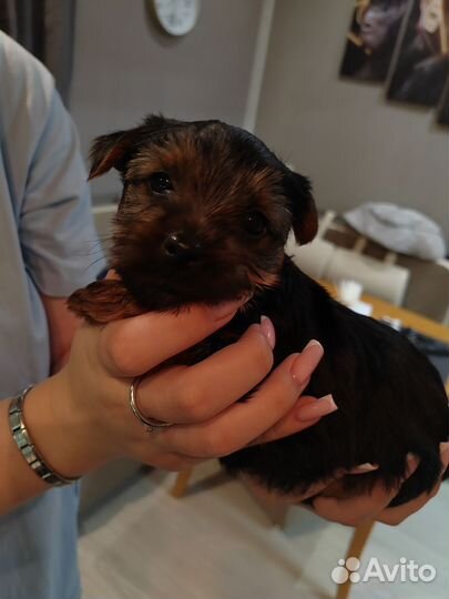 Йоркширский терьер щенки стандарт
