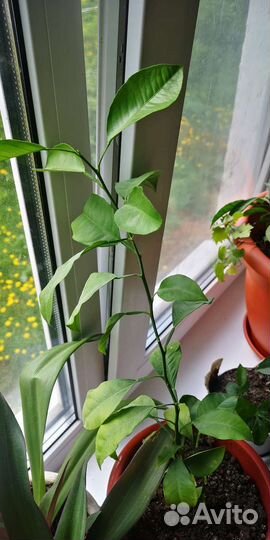 Лимонное дерево