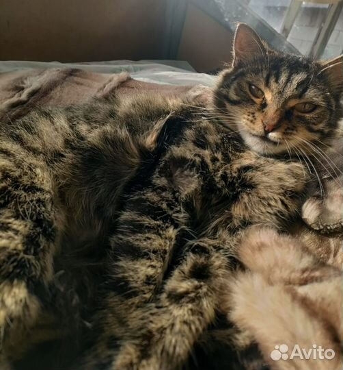 Кошка и котёнок