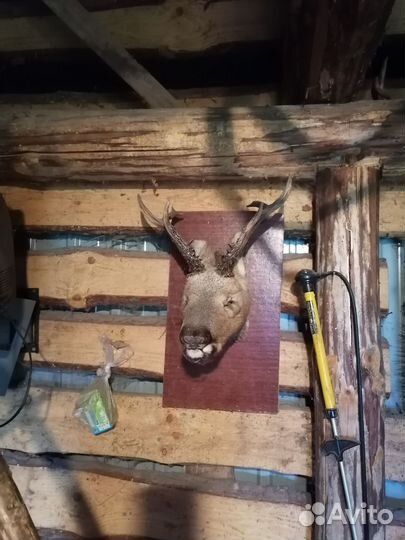 Чучело косули