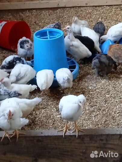 Куры молодки несушки