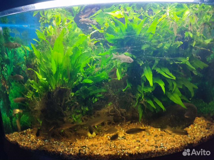 Аквариумные растения, обмен