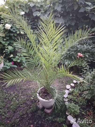 Финиковая пальма