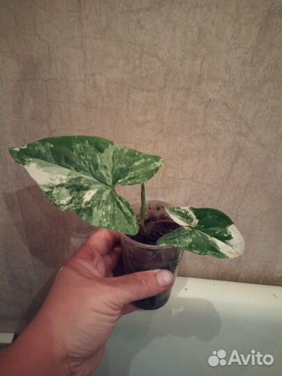 Сингониум империал вайт