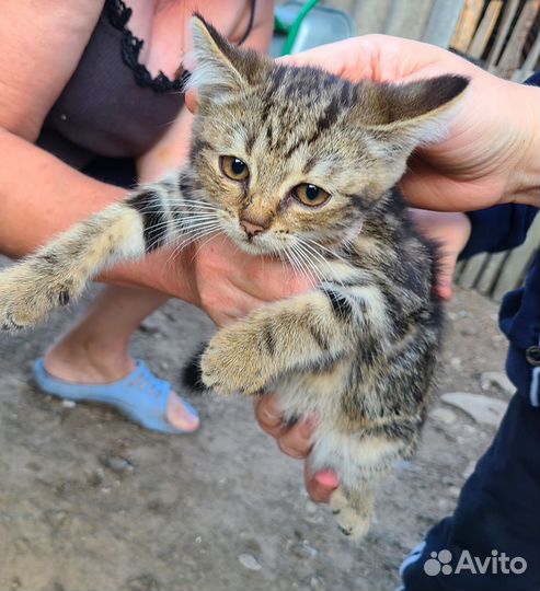 Котята в добрые руки