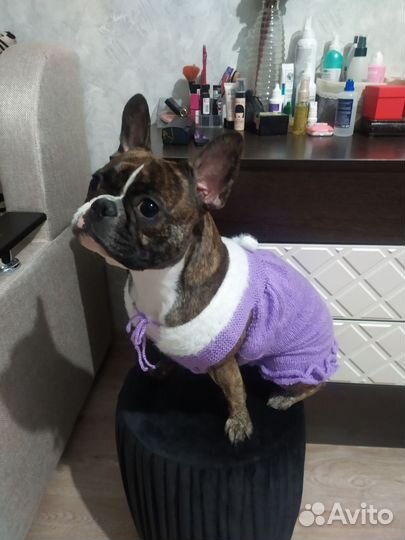 Одежда для собак