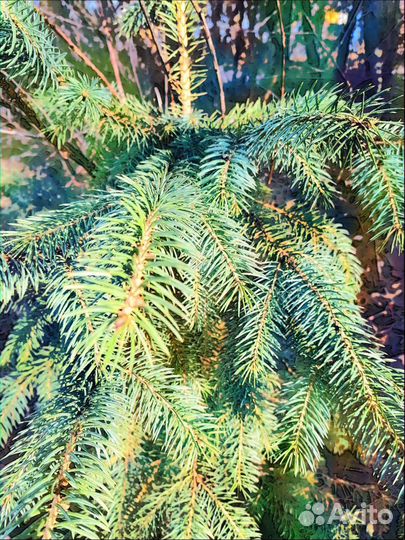 Саженцы розы, Пион сорт, ели голуб. Зел. Дельф