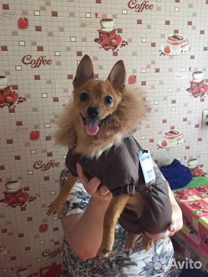 Зимний комбинезон новый для собачки