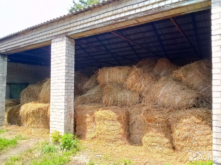 Продам сено в рулонах