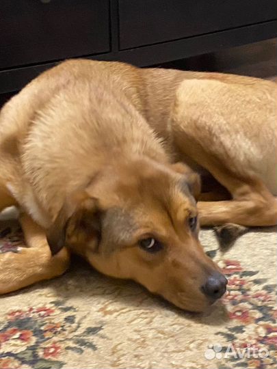 Отдам в добрые руки собаку