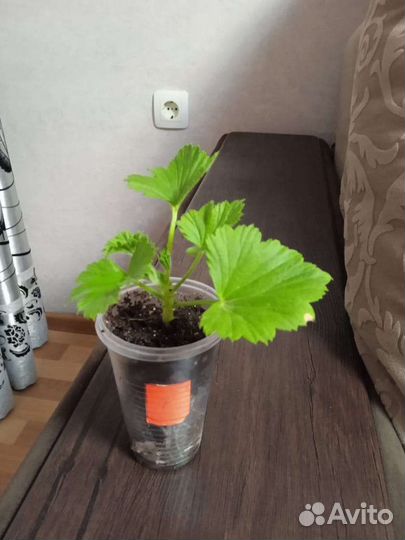 Королевская Пеларгония