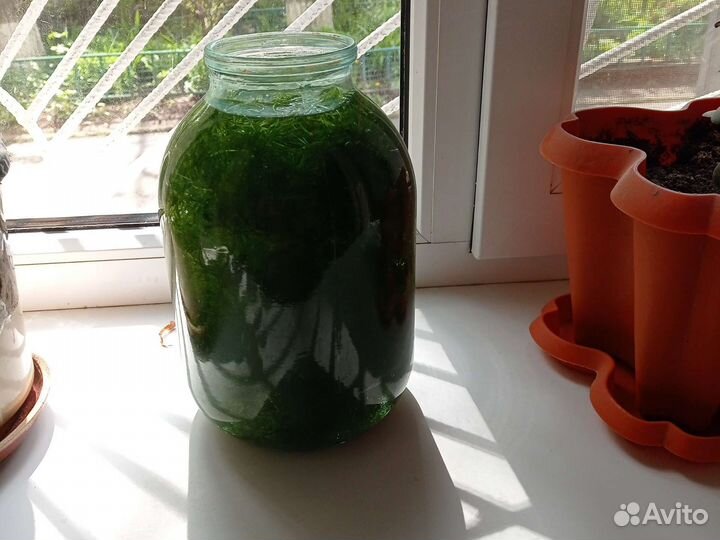 Аквариумные растения прополка