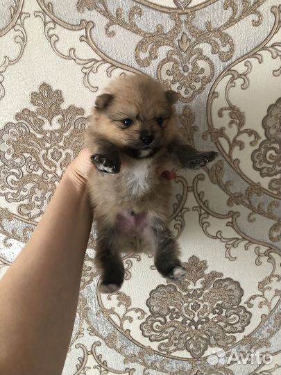 Померанский шпиц