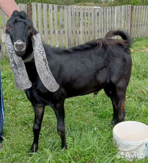 Козёл вязка