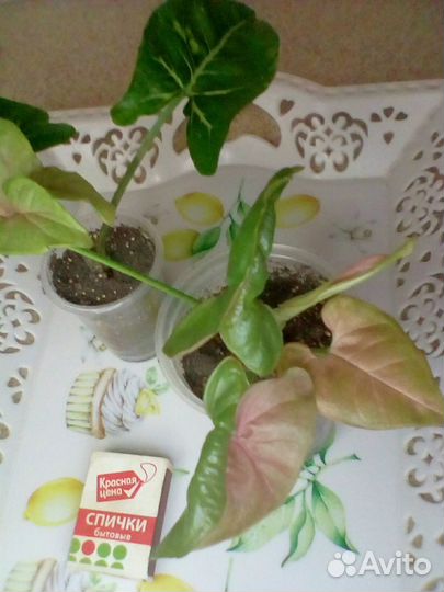 Гинура вариегатная сингониумы