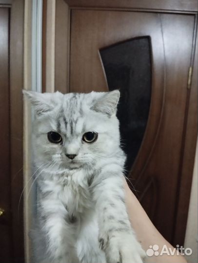 Шотландская кошка