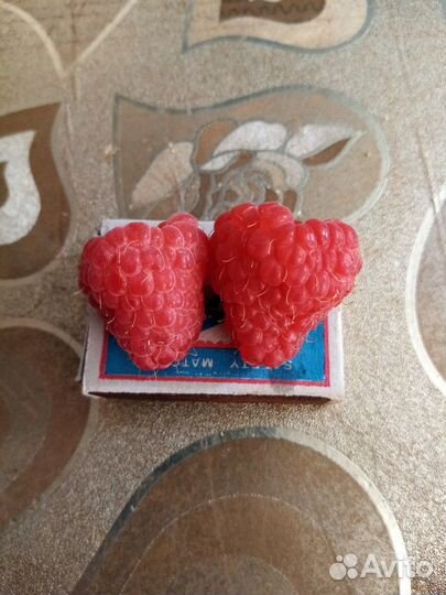 Малина саженцы. Малиновое дерево Таруса