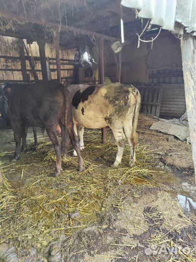 Бычок и тёлка