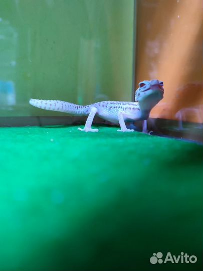 Ящерица эублефар