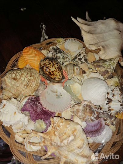 Морские ракушки раковины