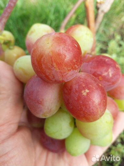 Продам черенки винограда