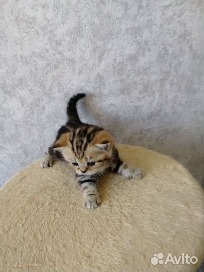 Британские котята