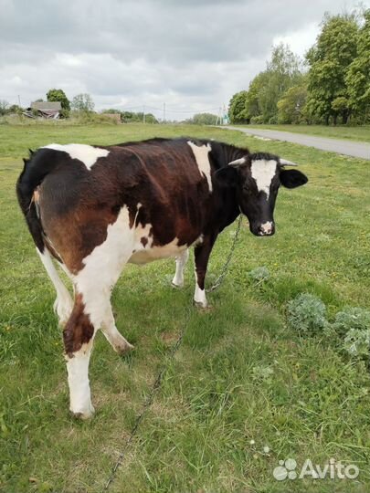 Телка 1.5 года