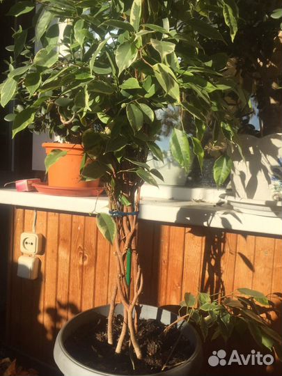 Фикус бенджамина пестролистный