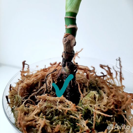 Syngonium Scrambled Eggs
