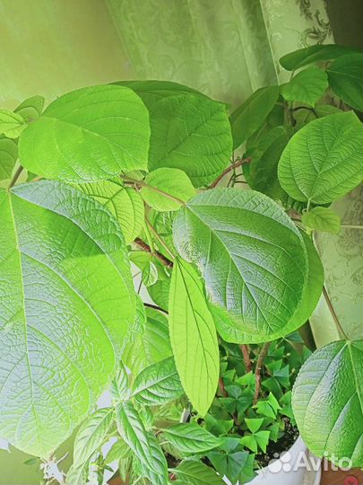 Фикус ушковидный