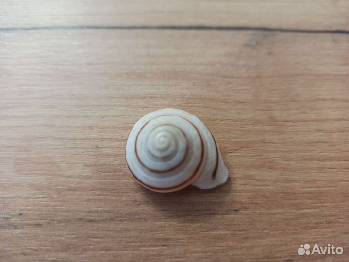 Морская раковина