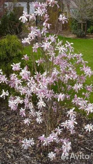 Магнолия звездчатая 