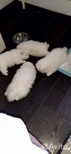 Очаровательные мини мишки