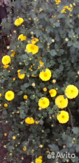 Хризантемы