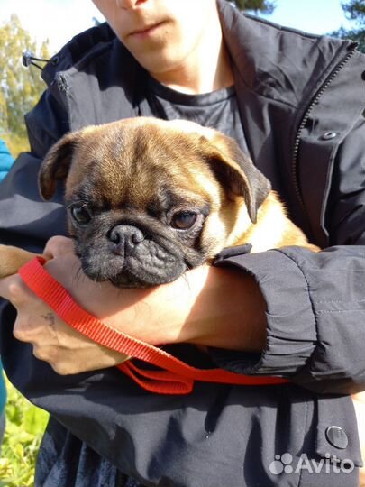 Подрощеные щенки мопса