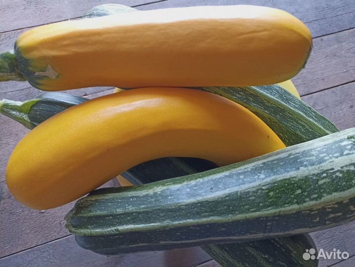 Кабачки дачные