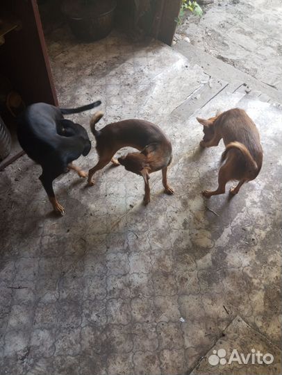 Домашние животные собаки щенки